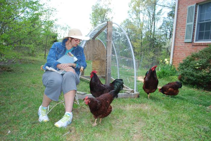 Observing-chickens